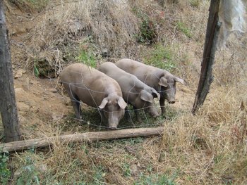 Local iberico pigs