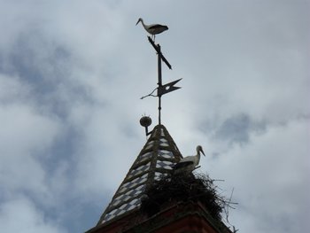 Storks on church-tower