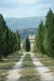 avenue of cypresses