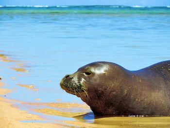 Endangered Monk Seals Love to 