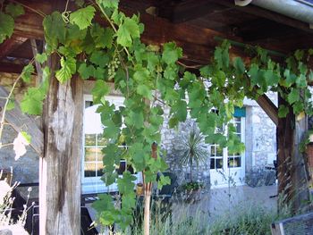 Vines on back terrace