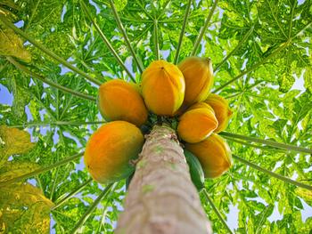 papayas in our garden