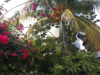 Casa Mermaid gardens