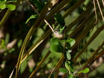 Hummingbird-nest in the garden