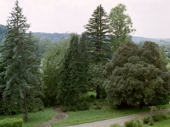 View on the garden